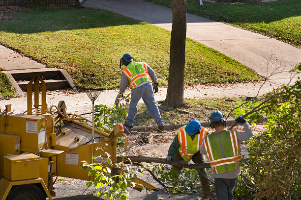 How Our Tree Care Process Works  in  Macedonia, OH